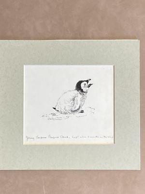 Lot 115 - Wilson (Edward Adrian, 1872-1912). Young Emperor Penguin Chick