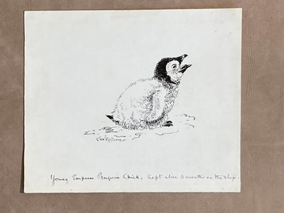 Lot 115 - Wilson (Edward Adrian, 1872-1912). Young Emperor Penguin Chick