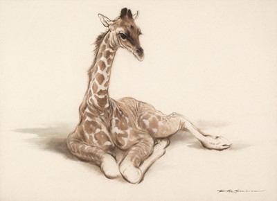 Lot 97 - Thompson (Ralph Shillito, 1913-2009) Young Giraffe