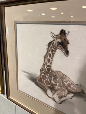 Lot 97 - Thompson (Ralph Shillito, 1913-2009) Young Giraffe
