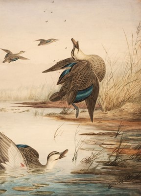 Lot 78 - Cayley (Neville Henry Peniston, 1854-1903). Shot ducks