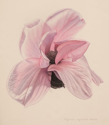 Lot 127 - Greenwood (Lawrence, 1915-98). Magnolia Sargentiana Robusta