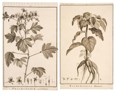 Lot 132 - L'Héritier de Brutelle, Charles-Louis, 1746-1800]. Sertum anglicum, seu plantae rariores... , 1788