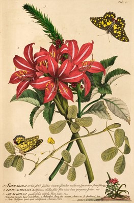Lot 124 - Ehret (Georg Dionysus, 1708-1770). Sherardia, lilio-narcissus & arachidna, [from Plantae et papilliones rariores... , 1748-59]