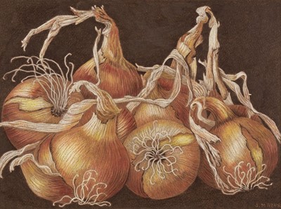 Lot 133 - Mazur (Judith). Onions, coloured pencil, 22 x 29.5 cm