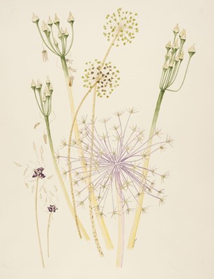 Lot 121 - Burbidge (Vicki, 20th century). Botanical Studies, 1971-95, 5 watercolour and pencil drawings on wove paper