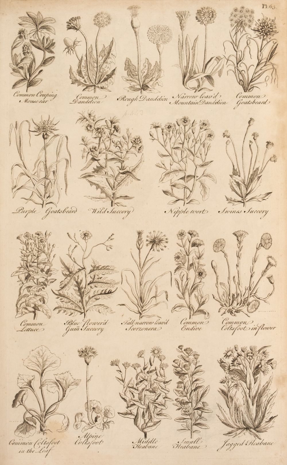 Hill (John). The British Herbal, 1st edition, 1756