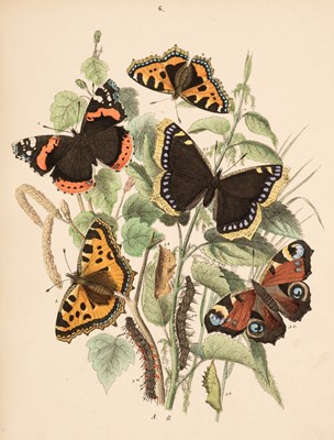 Lot 65 - Kirby (W.F). European Butterflies and Moths, 1st edition, London: Cassell & Company, 1889