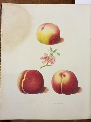 Lot 58 - Brookshaw (George). Pomona Britannica, volume I only, 1817
