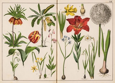 Lot 327 - Schubert (G.H. von). Afbildninger til Planterigets Naturhistorie med oplysende Text, Odense, 1860