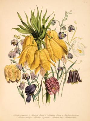 Lot 67 - Loudon (Mrs Jane). The Ladies Flower-Garden of Ornamental Bulbous Plants, 1841