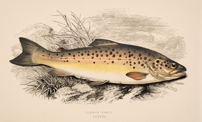 Lot 297 - Couch (Jonathan). A collection of 252 plates from "Fishes of the British Isles", 1867