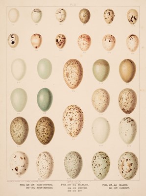 Lot 292 - Birds Eggs & Nests. A collection of approximately 340 prints, 19th century