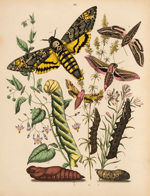 Lot 295 - Butterflies and Moths. A collection of approximately 450 prints, mostly 19th century