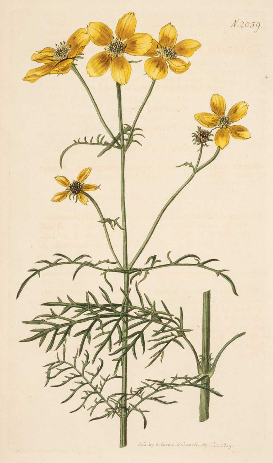 Botany Engravings Lot 293 - Botany. A collection of approximately 640