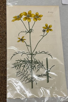 Lot 293 - Botany. A collection of approximately 640 prints & engravings, mostly 19th century