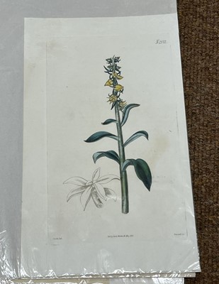 Lot 293 - Botany. A collection of approximately 640 prints & engravings, mostly 19th century