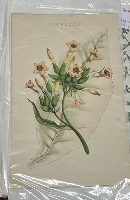 Lot 293 - Botany. A collection of approximately 640 prints & engravings, mostly 19th century