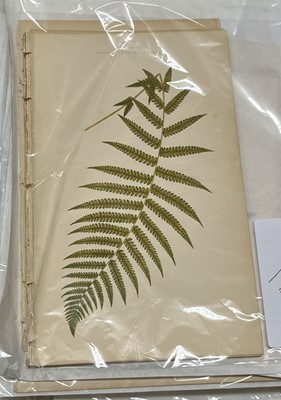 Lot 293 - Botany. A collection of approximately 640 prints & engravings, mostly 19th century