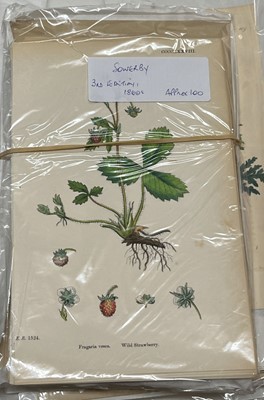 Lot 293 - Botany. A collection of approximately 640 prints & engravings, mostly 19th century