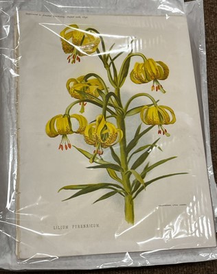 Lot 293 - Botany. A collection of approximately 640 prints & engravings, mostly 19th century