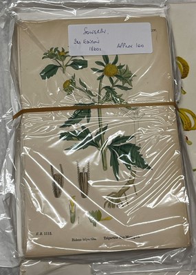 Lot 293 - Botany. A collection of approximately 640 prints & engravings, mostly 19th century