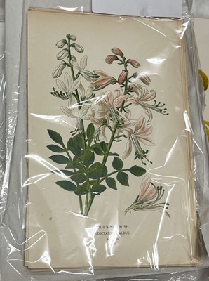 Lot 293 - Botany. A collection of approximately 640 prints & engravings, mostly 19th century