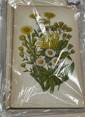 Lot 293 - Botany. A collection of approximately 640 prints & engravings, mostly 19th century