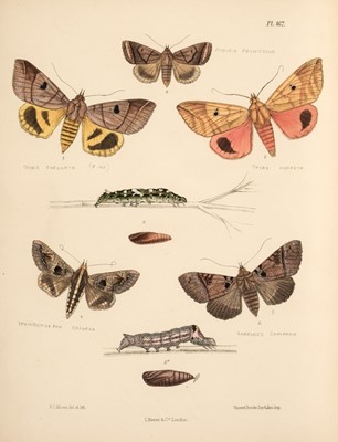 Lot 211 - Moore (Frederic). The Lepidoptera of Ceylon, 3 volumes, 1st edition, 1880-87