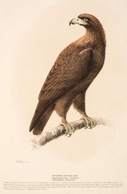 Lot 209 - Meyer (Henry Leonard). Illustrations of British Birds, 4 volumes, London: Longman and Co, c.1835-44