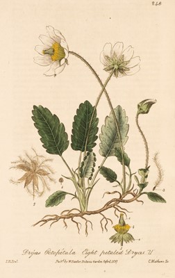 Lot 55 - Baxter (William). British Phaenogamus Botany, 2nd edition, 5 volumes (of 6), 1834-43