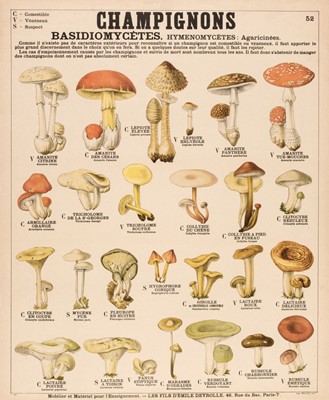 Lot 175 - Mushrooms. Champignons Basidiomycetes. Hymenomycetes. Agaricinees. circa 1930