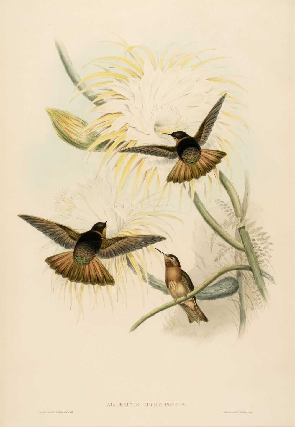 Lot 95 - Gould (John & Richter H. C.). Aglaeactis Cupreipennis [1849 - 61]