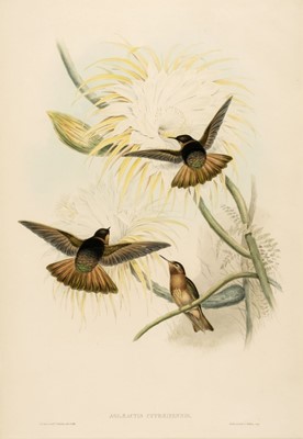 Lot 168 - Gould (John & Richter H. C.). Aglaeactis Cupreipennis [1849 - 61]