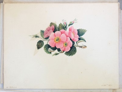 Lot 165 - Petherick (James). Album of miniature watercolour studies, circa 1820-31