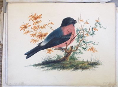 Lot 165 - Petherick (James). Album of miniature watercolour studies, circa 1820-31