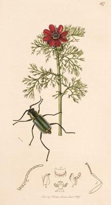 Lot 56 - Curtis (John). British Entomology, volumes 1-5, 1824-28