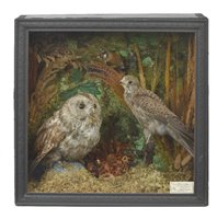 Lot 119 - Taxidermy.