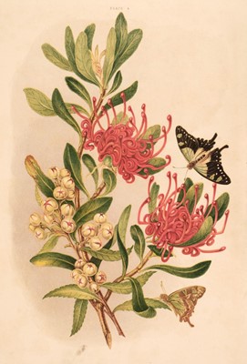 Lot 72 - Meredith (Louisa Anne). Some of My Bush Friends in Tasmania, 1st edition, 1860