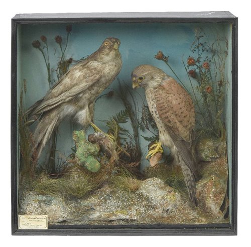 Lot 120 - Taxidermy.