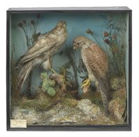 Lot 120 - Taxidermy.