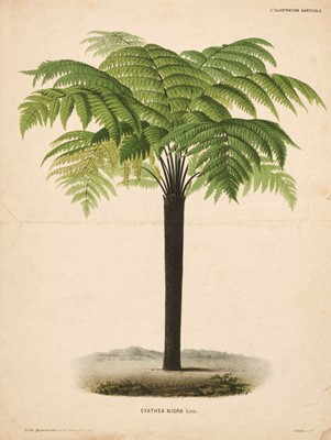 Lot 73 - Botany. A collection of approximately 90 prints, 19th century