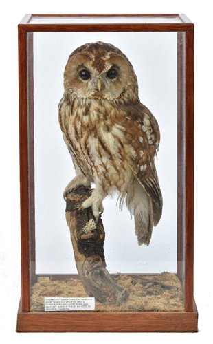 Lot 121 - Taxidermy.