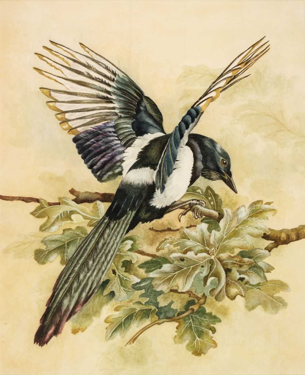Lot 189 - English School. Study of a Magpie (Pica
