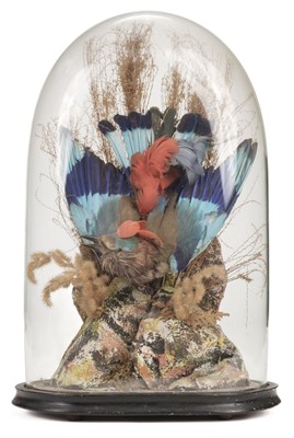 Lot 456 - Taxidermy. A Victorian cased bird of paradise