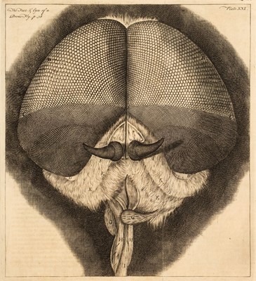 Lot 356 - Hooke (Robert). Micrographia Restaurata: Or ... Discoveries by the Microscope, 1745