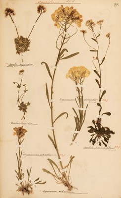 Lot 66 - Herbarium. Alpen Flora, 2 volumes, c. 1900