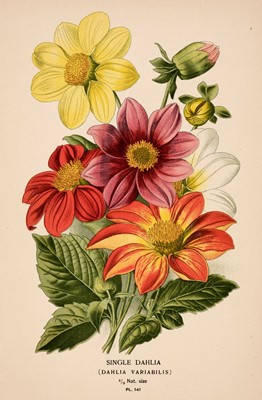 Lot 152 - Step (Edward). Favourite Flowers of Garden and Greenhouse [1896 - 98]