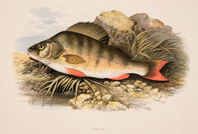 Lot 88 - Fish. Houghton (William). Forty-one lithographic plates [1879]