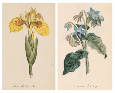 Lot 70 - Bathurst (Mary). Sketchbook, containing watercolours of field flowers, circa 1808